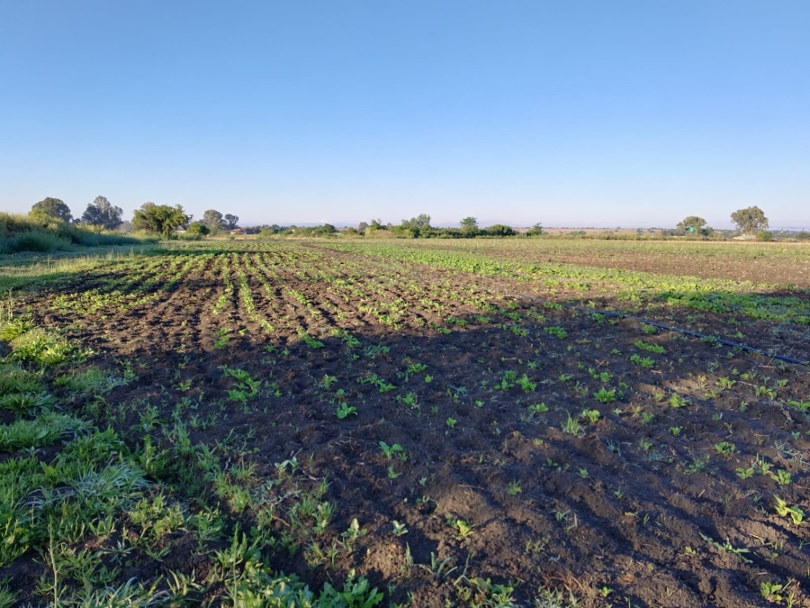1 Bedroom Property for Sale in Koppies Free State